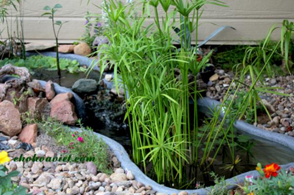 Một số loại cây thủy sinh đẹp, lọc không khí có thể để trong nhà
