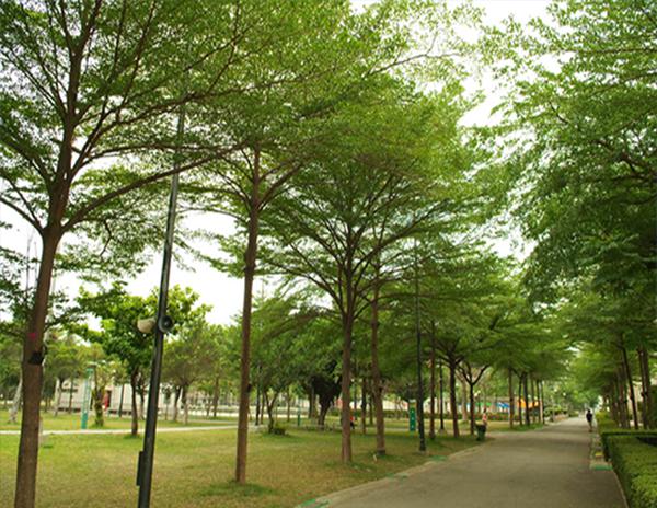 Bàng đài loan